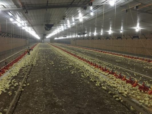 Galvanisierter Leichtstahlrahmen Bau Geflügelhaus Hühnerfarm Schrauben Verbindung