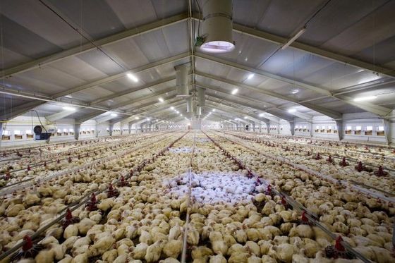 Verzinkte Stahlkonstruktion geschlossener Typ Umweltschutzkontrollierter Gewerbehähnchen